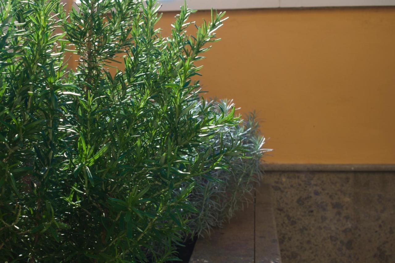 Lujoso Y Moderno Duplex Con Fantastica Terraza Apartment La Laguna  Exterior photo